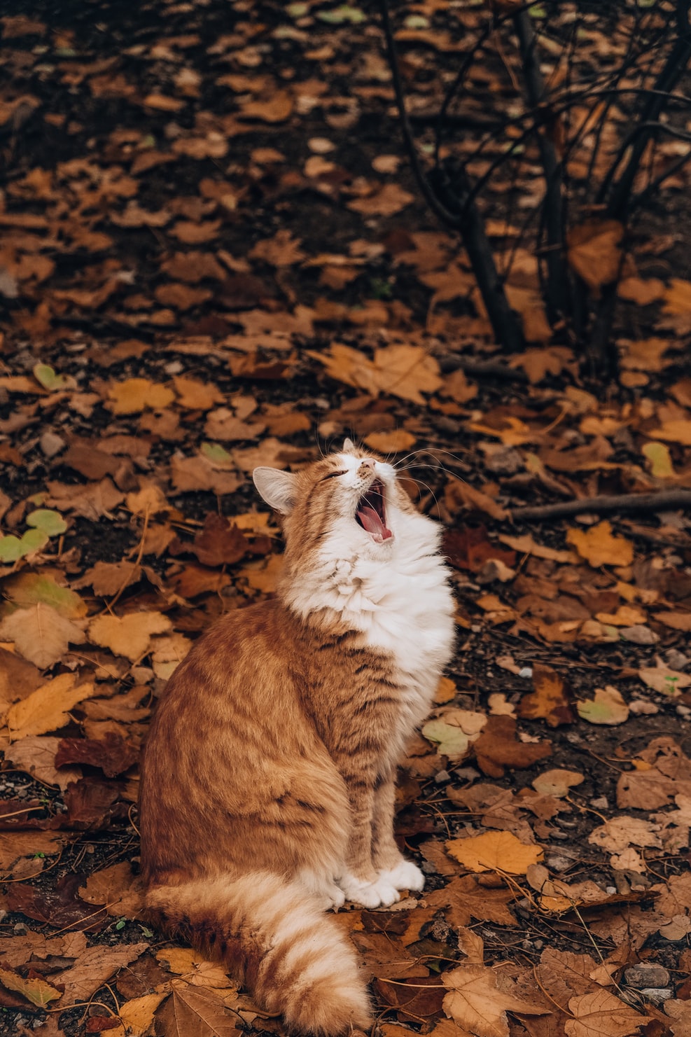 Cat is looking