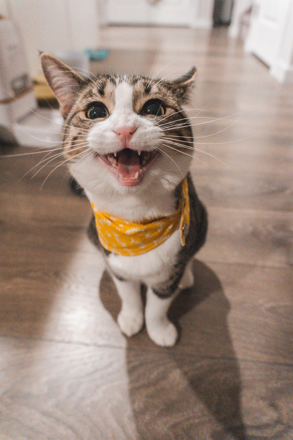 Cat is looking